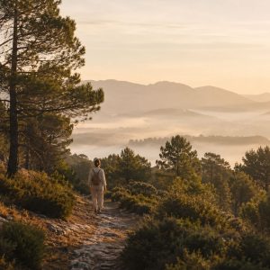 Sendero entre pinos y montañas cubiertas de bruma a primera hora del día.